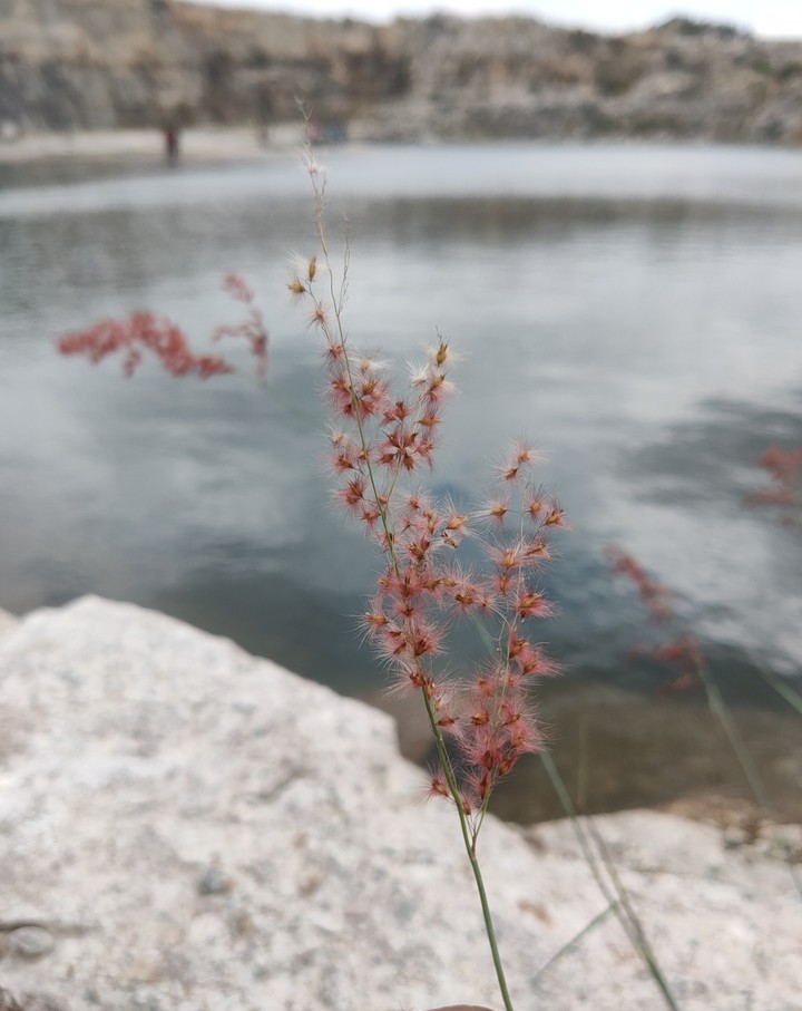 Grass at lake side
