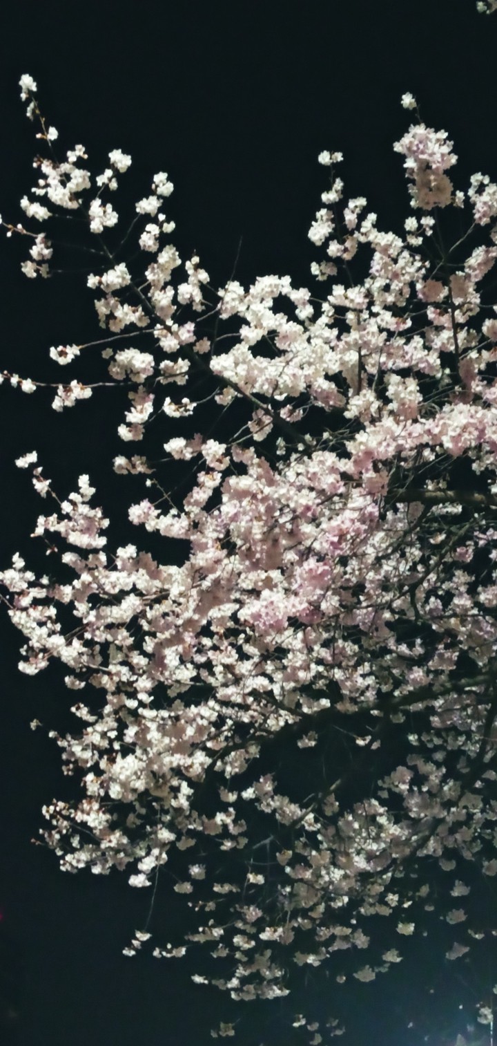 밤을 잊은 벚꽃