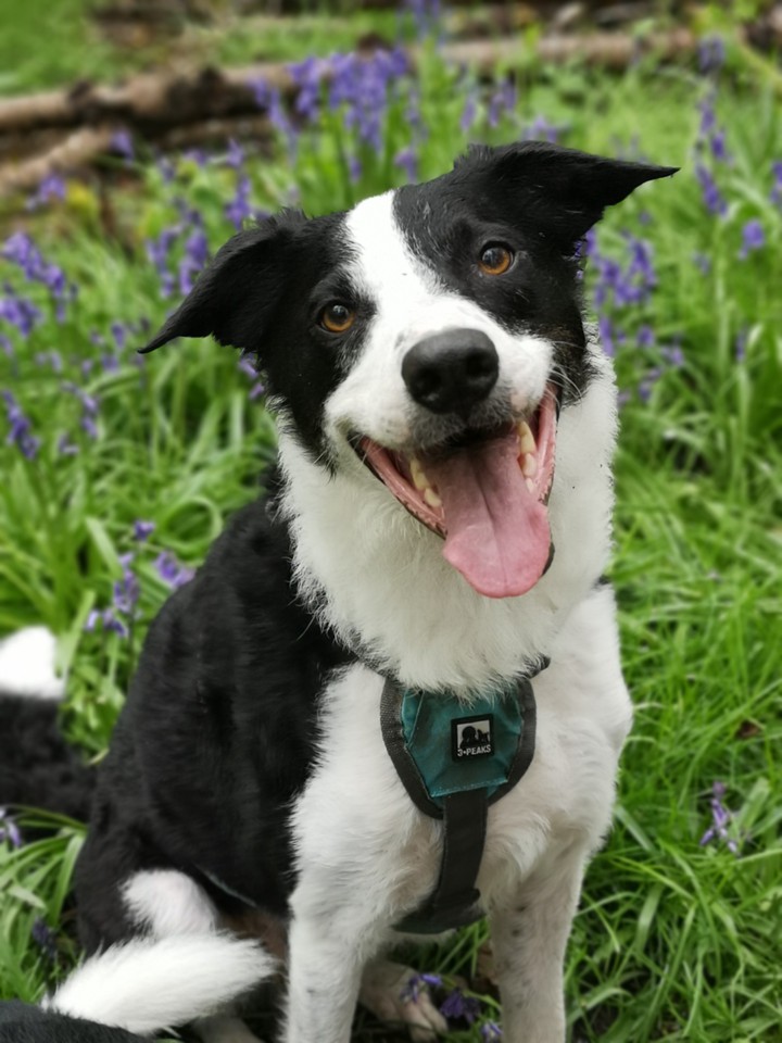 Bentley #collie #bordercollie #happydog #smile