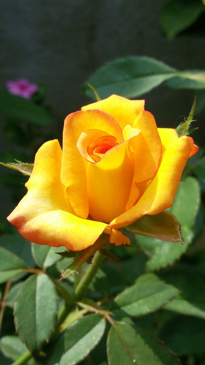 rose