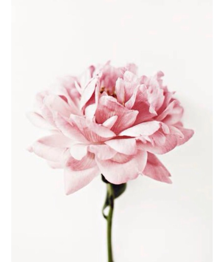 Dream Rose