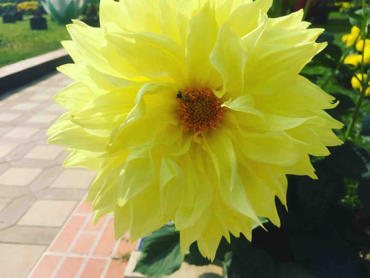 flowers