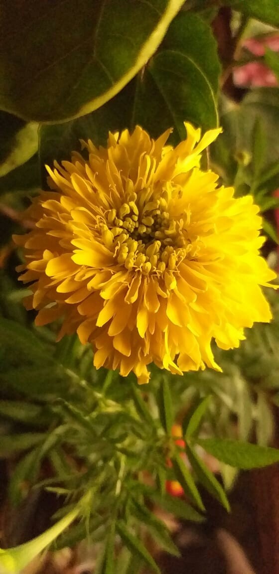yellowish