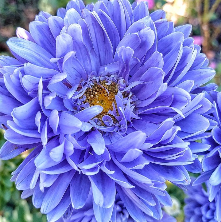 chrysanthemum