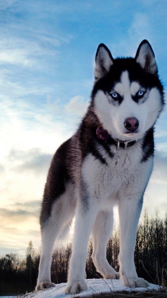 Husky