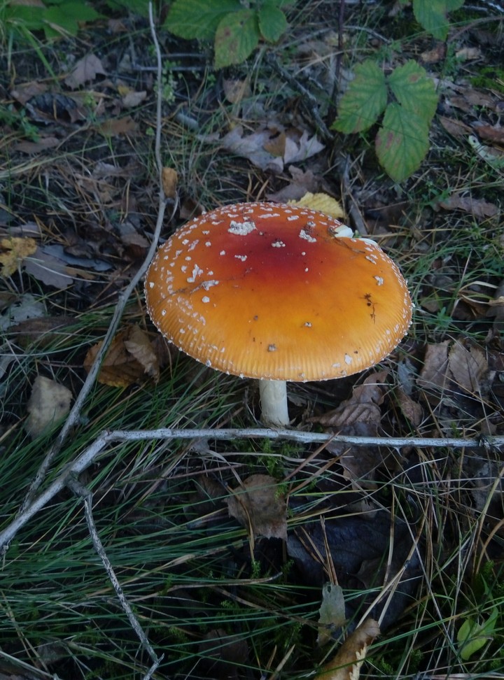 грибок