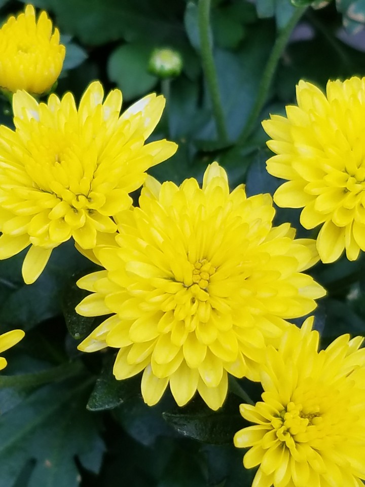 yellow flowers