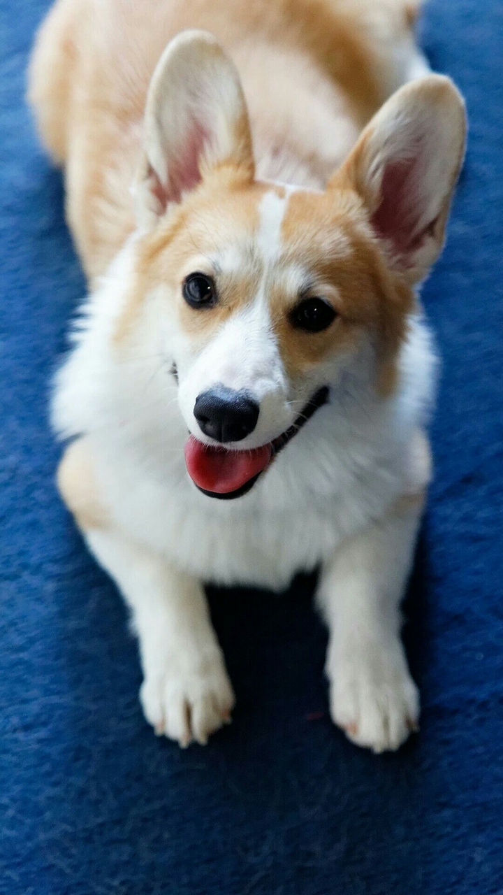 corgy dog