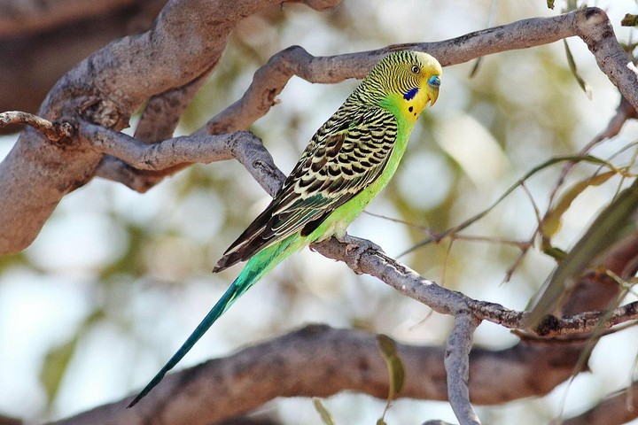 budgie