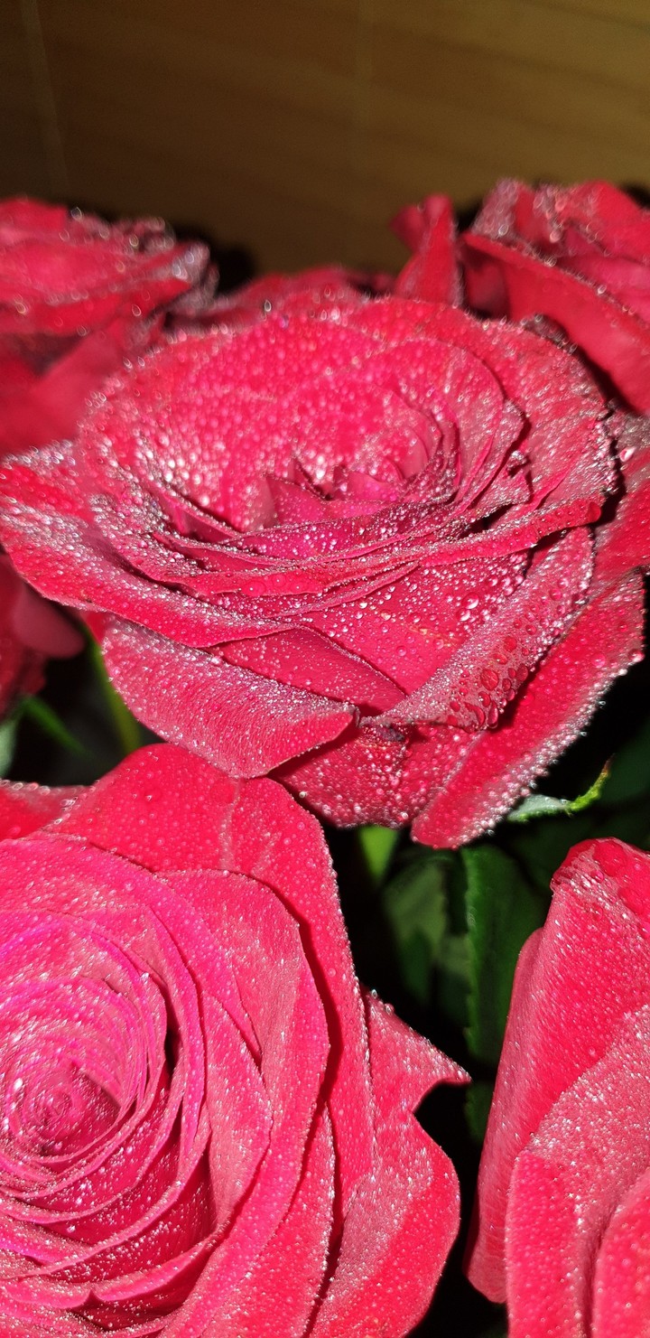 Rose petal close up