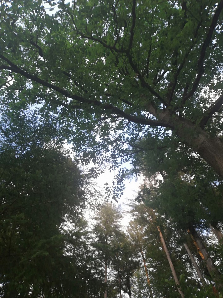 trees
