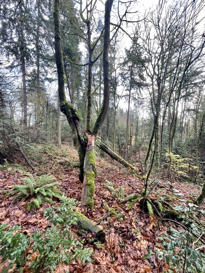 Rain Forest