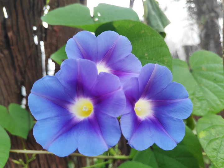 violet flowers