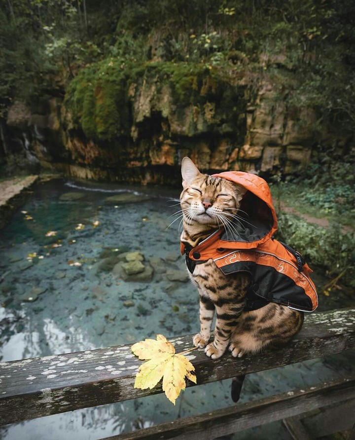 kitten