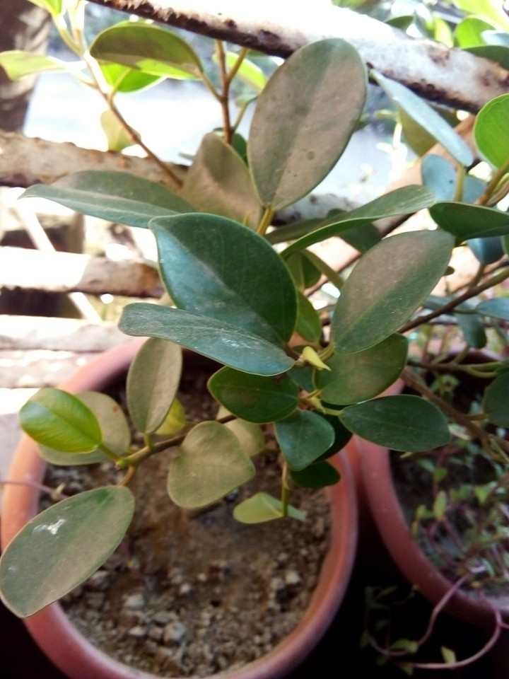 tree