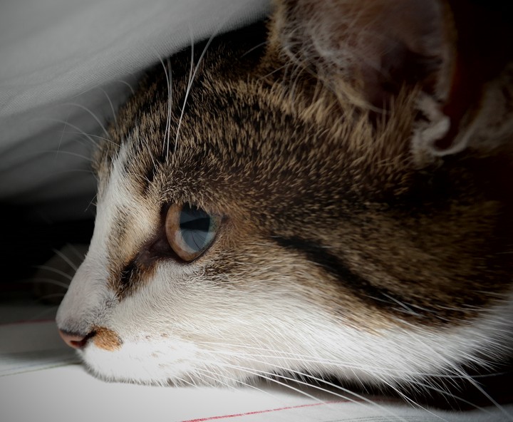 고양이