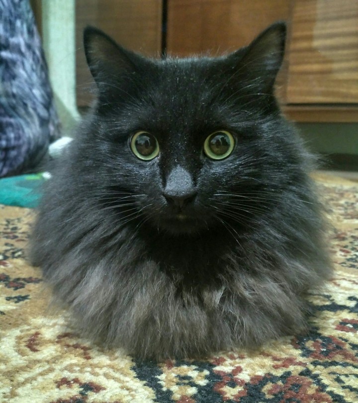 My cat Chester