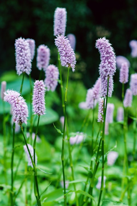 blooming grass