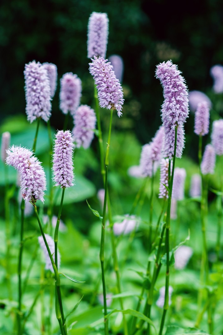 blooming grass