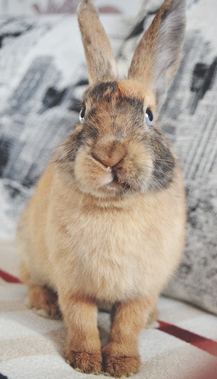 Fluffy bunny