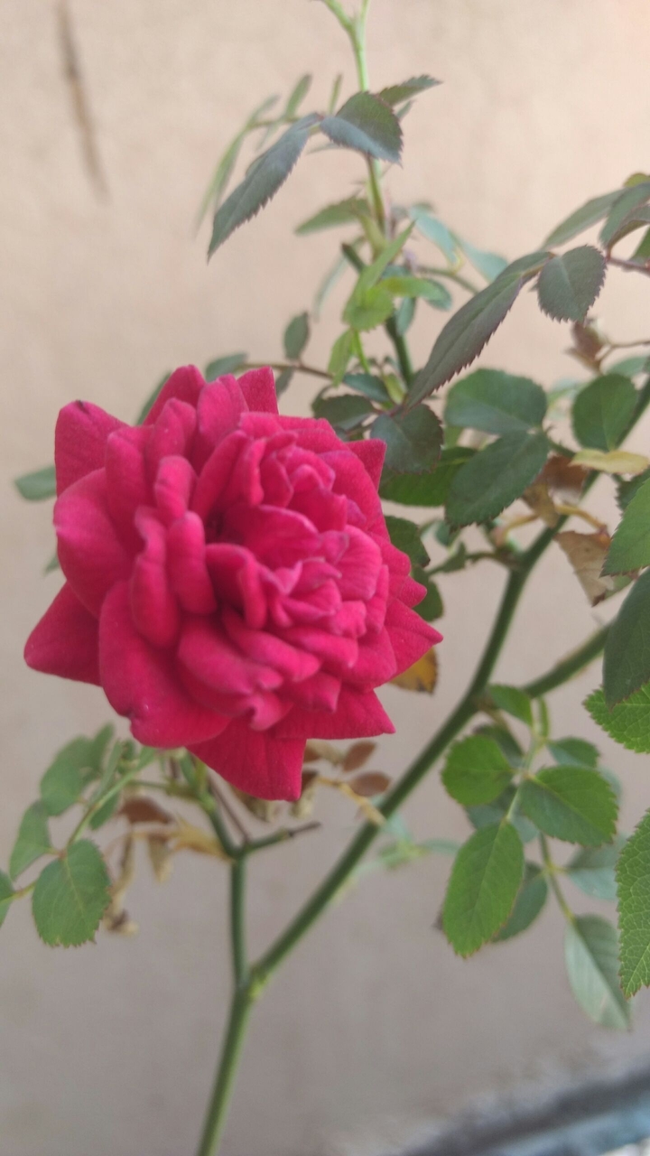 button rose