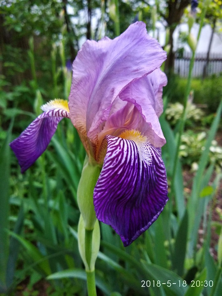 Flover