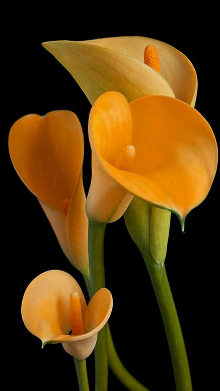 copos de leite amarelo para funeral