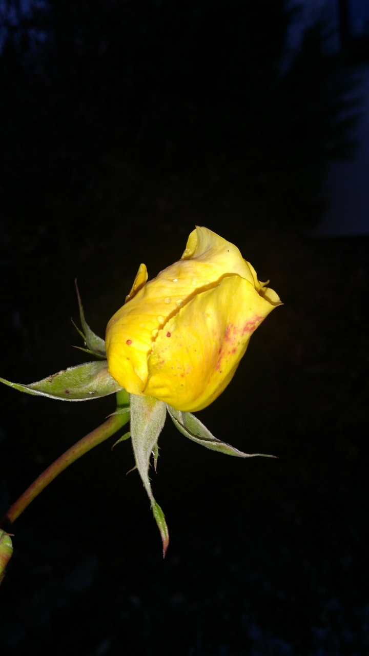 last rose...