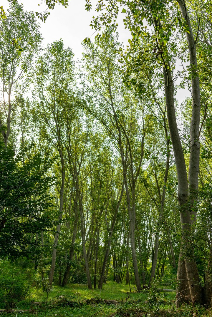 beautiful trees