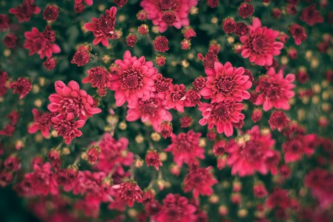 Chrysanths