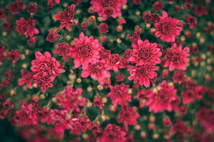 Chrysanths