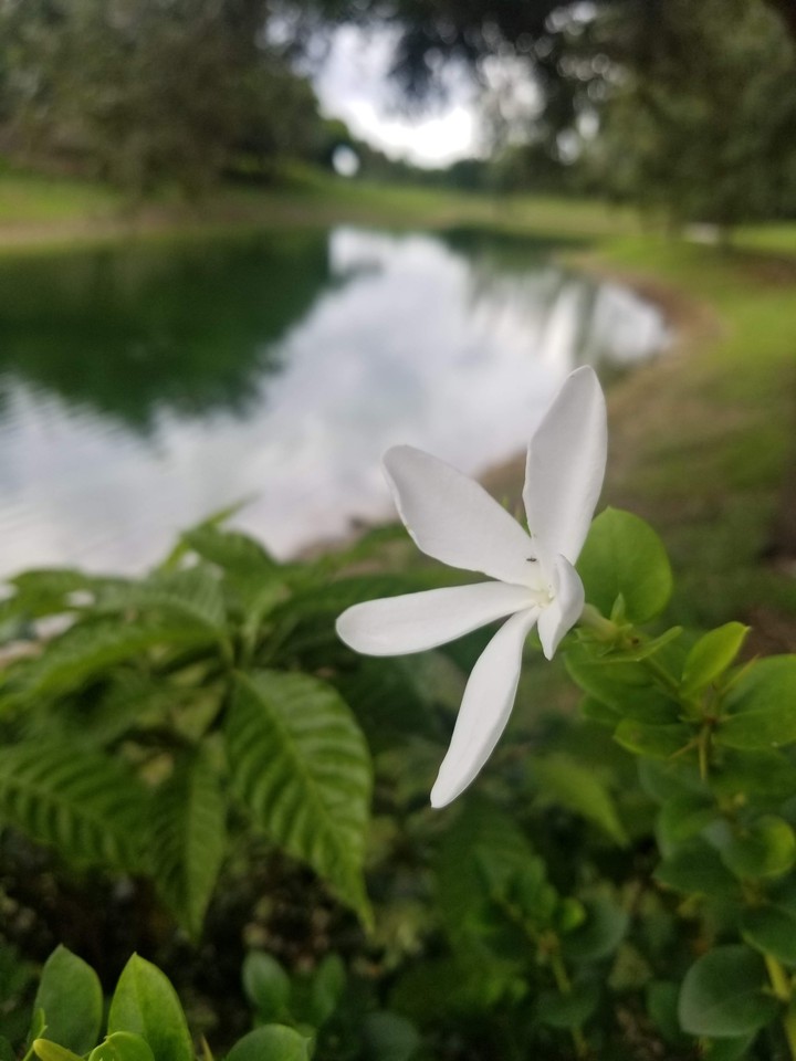 White Flower