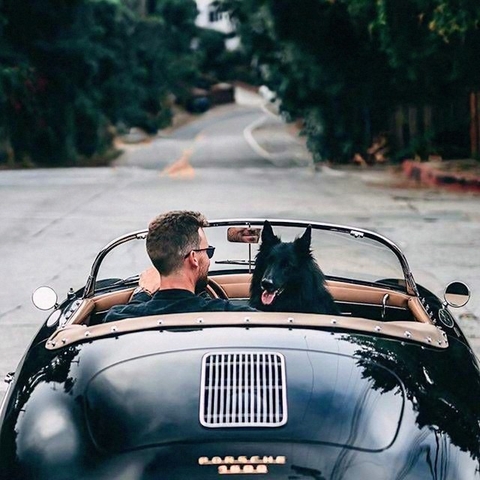 dog, windshield háttérképek