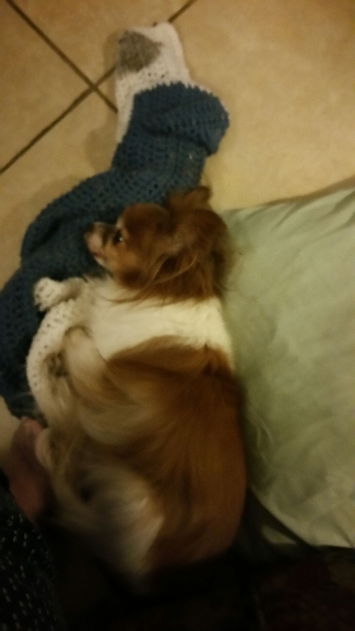 Harley laying on her blanket trying to watch tv