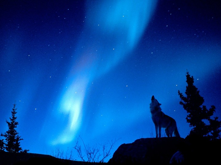 wolf