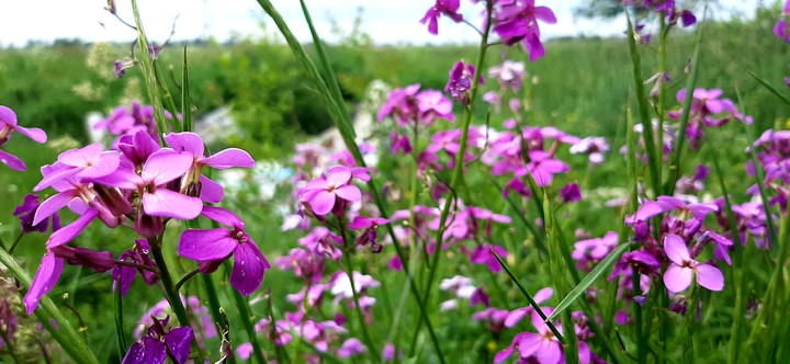 Flower in Poland