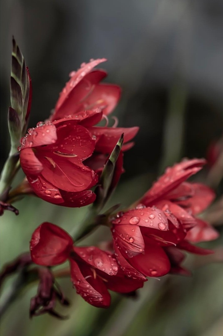 blossom