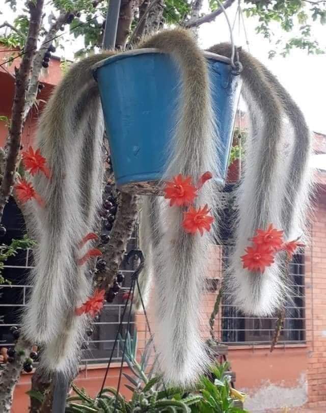 cat's tail plant