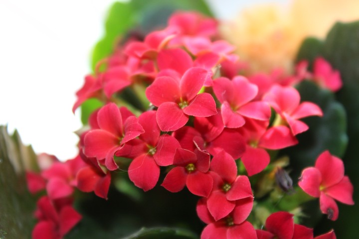 Kalanchoe