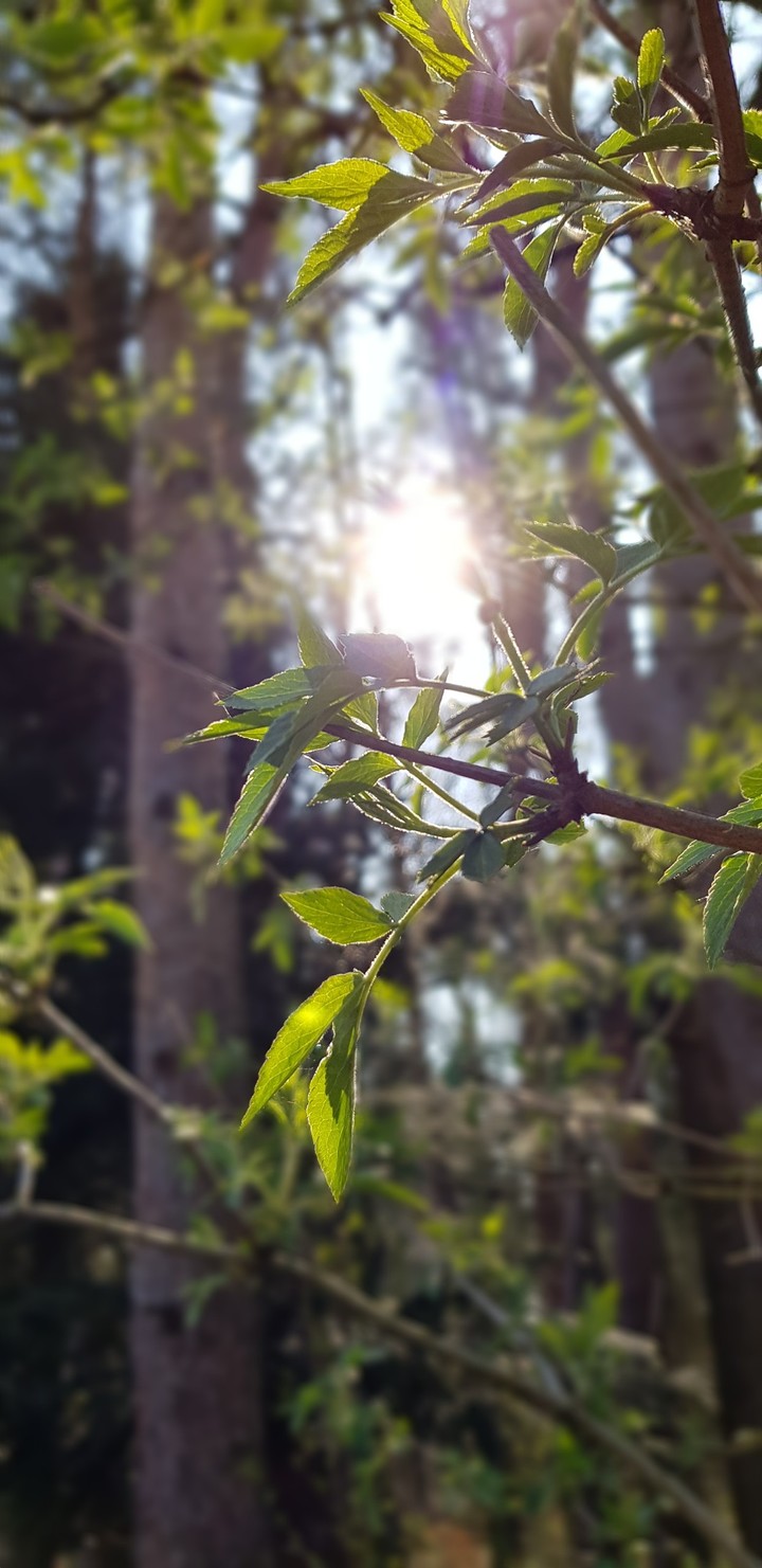Forest/Sun