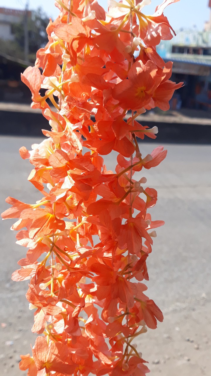 flower