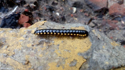 black centipede