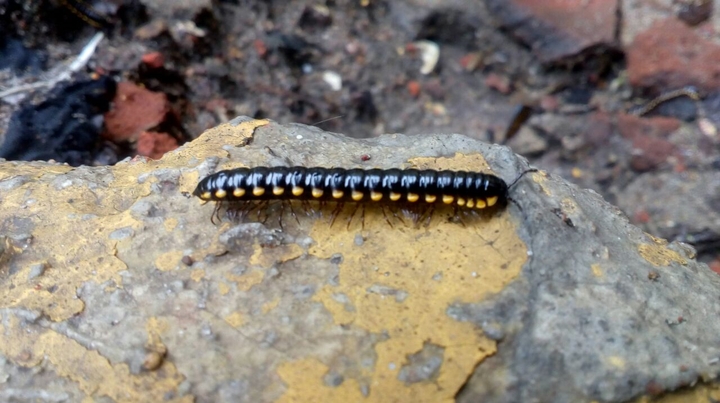 black centipede