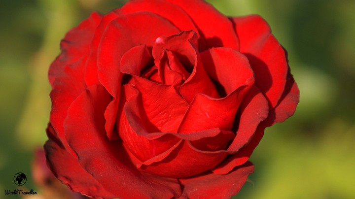 BIG RED ROSE