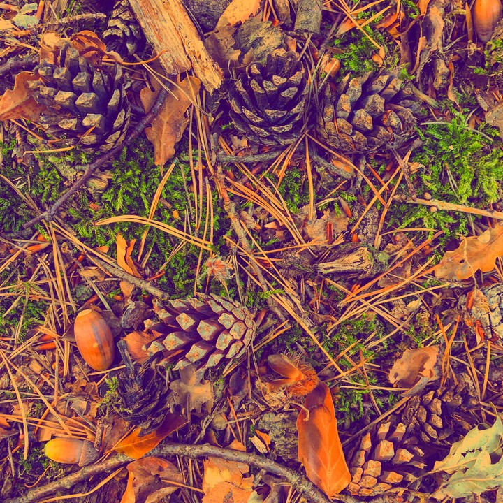 Autumn