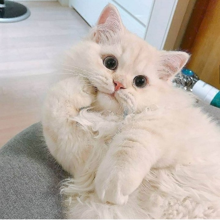Cute Cat