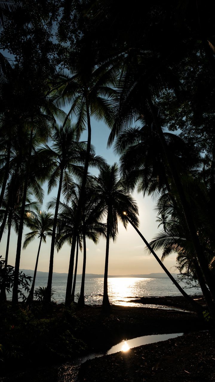 Palm Trees