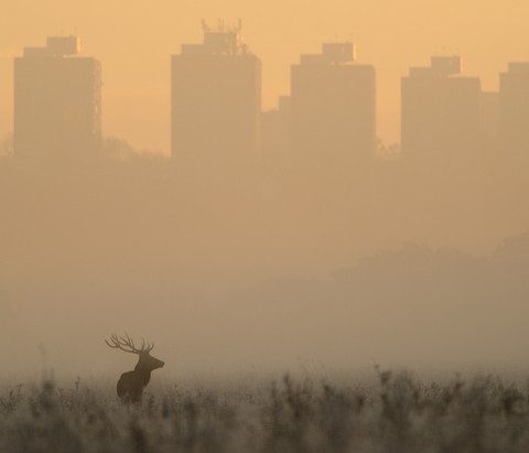 Red Deer At Dawn
