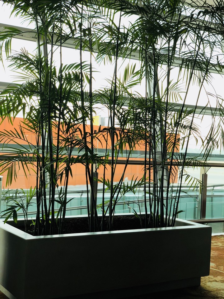 Plant