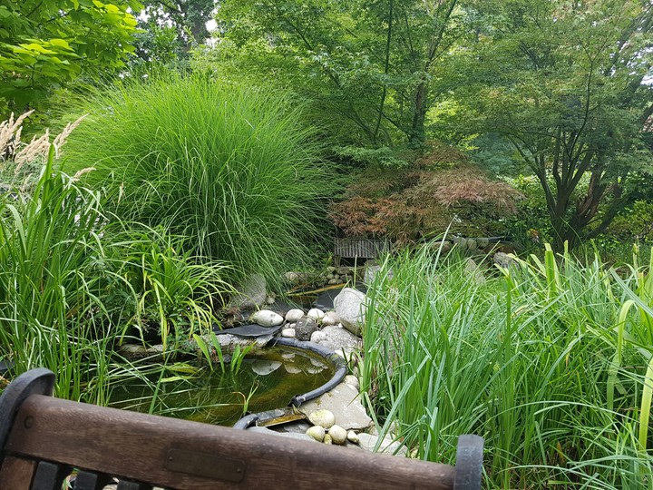 my garden